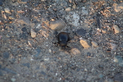 Stenomorpha puncticollis