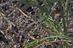 Austrogomphus cornutus