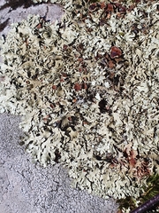 Xanthoparmelia stenophylla