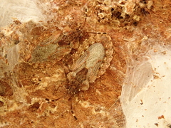 Aradus obtectus