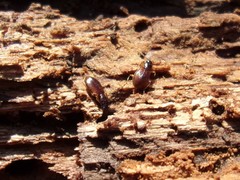 Oxypselaphus obscurus