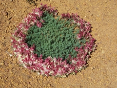 Lechenaultia macrantha