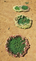 Lechenaultia macrantha