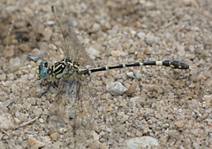Austrogomphus cornutus