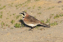 Eremophila alpestris actia