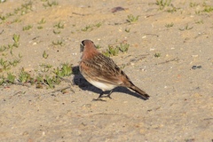 Eremophila alpestris actia