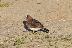 Eremophila alpestris actia