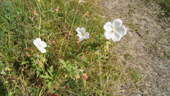 Geranium albiflorum