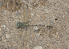Austrogomphus cornutus