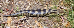 Tiliqua