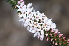 Epacris purpurascens