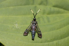 Synanthedon fatifera