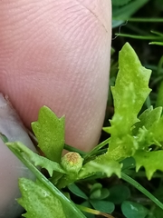 Centipeda aotearoana