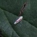 Zygina eburnea - Photo (c) Mishanook,  זכויות יוצרים חלקיות (CC BY-NC), הועלה על ידי Mishanook