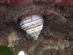 Calliostoma