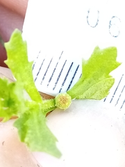 Centipeda aotearoana