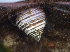 Calliostoma
