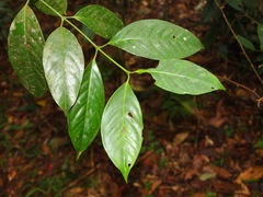 Garcinia hanburyi