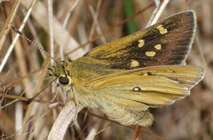 Trapezites lutea lutea