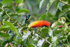 Combretum rotundifolium
