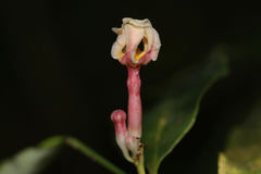 Tabernaemontana undulata