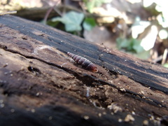 Clausilia