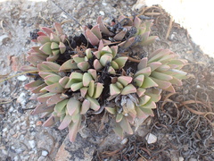 Machairophyllum bijliae