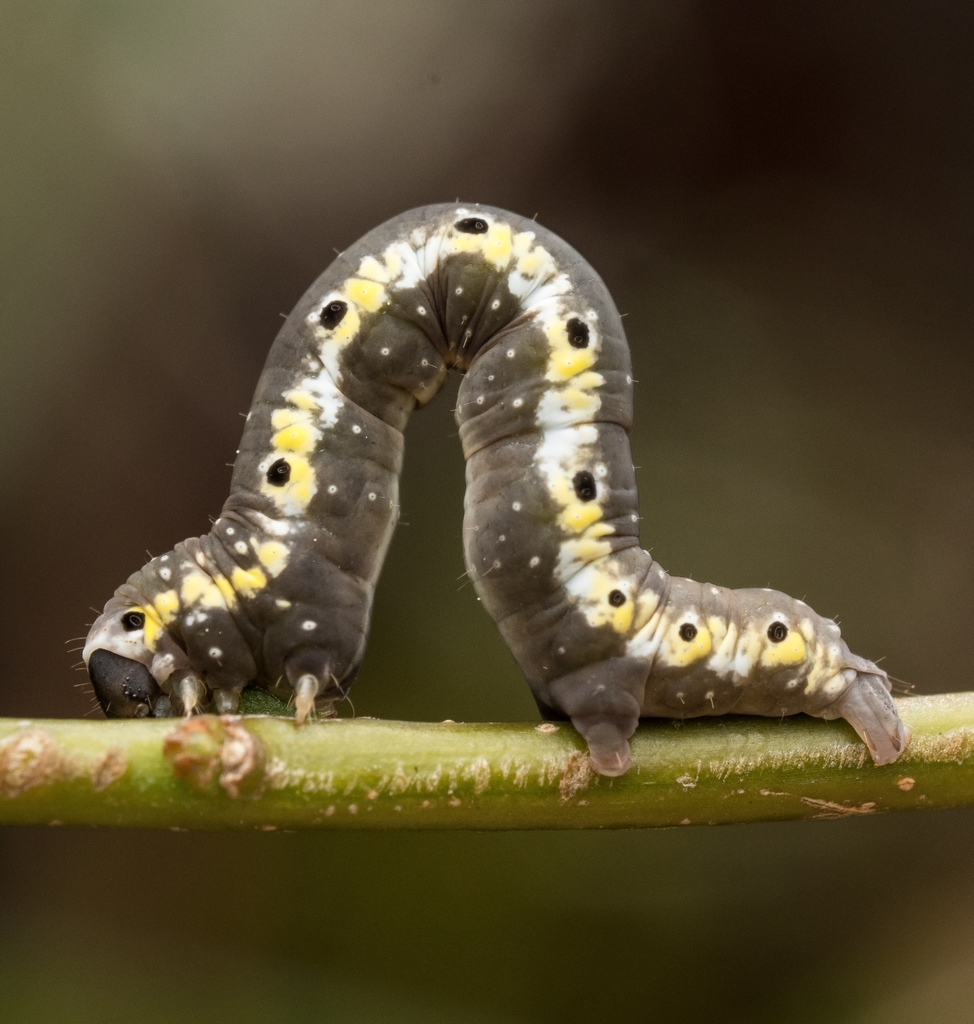 Nothomiza flavicosta