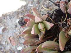 Machairophyllum bijliae