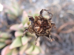 Machairophyllum bijliae