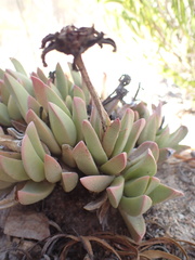 Machairophyllum bijliae