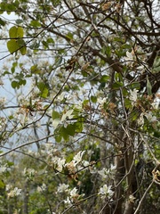 Bauhinia variegata candida