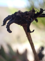 Machairophyllum bijliae