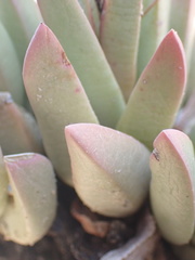 Machairophyllum bijliae