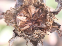 Machairophyllum bijliae