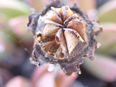 Machairophyllum bijliae