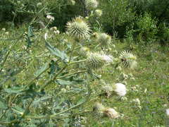 Cirsium chlorocomos