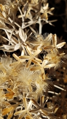 Tetradymia