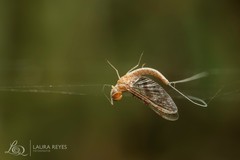 Callibaetis sellacki