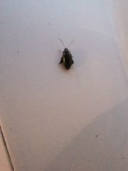 Coleoptera