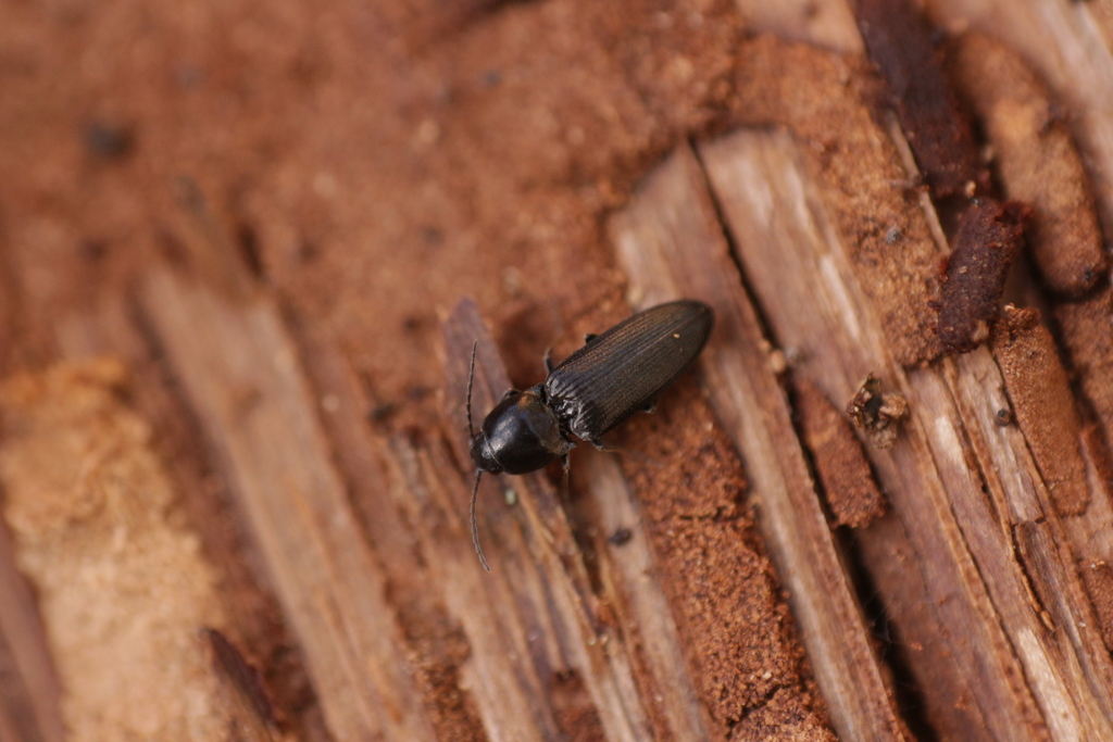 Cardiophorus nigerrimus