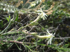 Silene supina