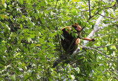Alouatta macconnelli