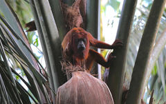 Alouatta macconnelli