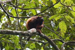 Alouatta macconnelli