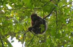Alouatta macconnelli