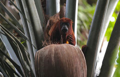 Alouatta macconnelli