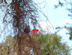 Myzomela sanguinolenta