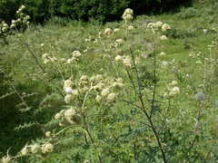 Cirsium chlorocomos