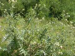 Cirsium chlorocomos